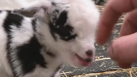 Pet goat takes a nap on her owner's lap