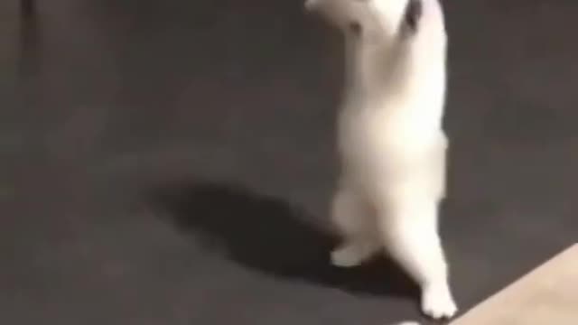 Funniest cat training video