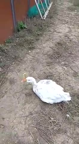 пьяница - гусь -горе в семье))