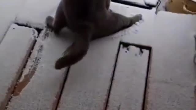 Suki Sliping On Ice ll Cat Walking On Ice ??? But What......