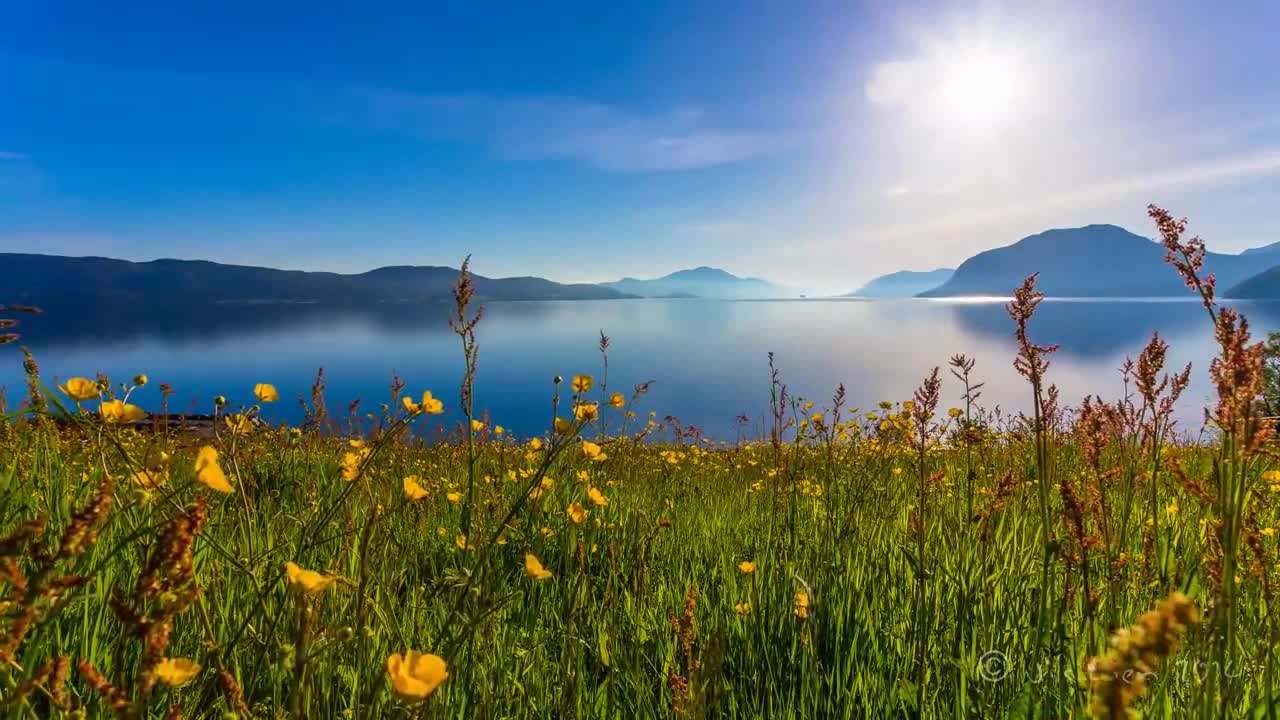 Flowers field