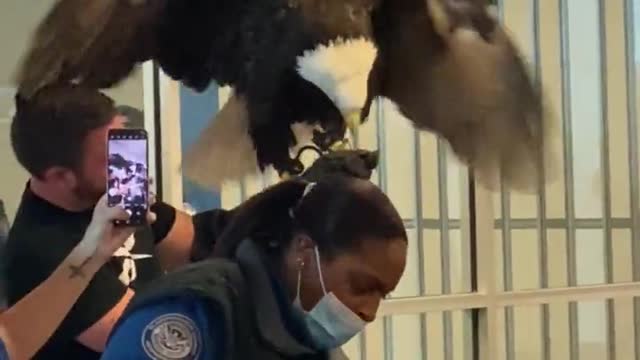 Man Brings a Bald Eagle Through Airport Security at Charlotte Douglas International Airport