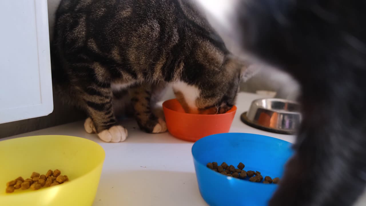 Gray Striped Cat Enjoys Its Meal!