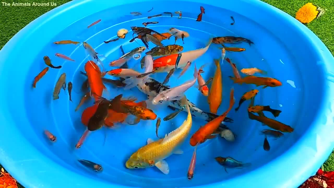 Betta Koi Pleco Snail Carp Fish Goldfish Angelfish Guppy Guppies Catfish animals Videos