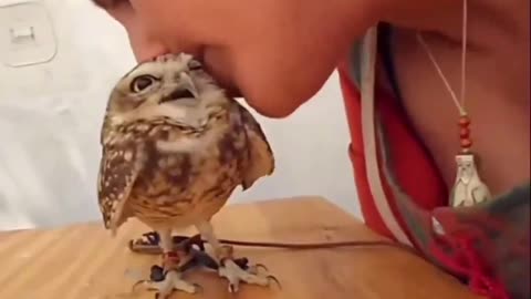 Owl smiles getting love 🦉❤️