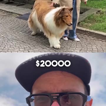 Dogman, Russia Drone Attack, Plane Takes a Swim