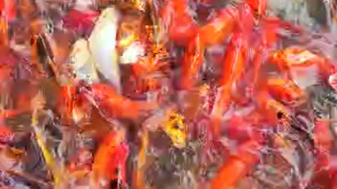 Koi Fish | Color Fish | Best Koi Fish Videos