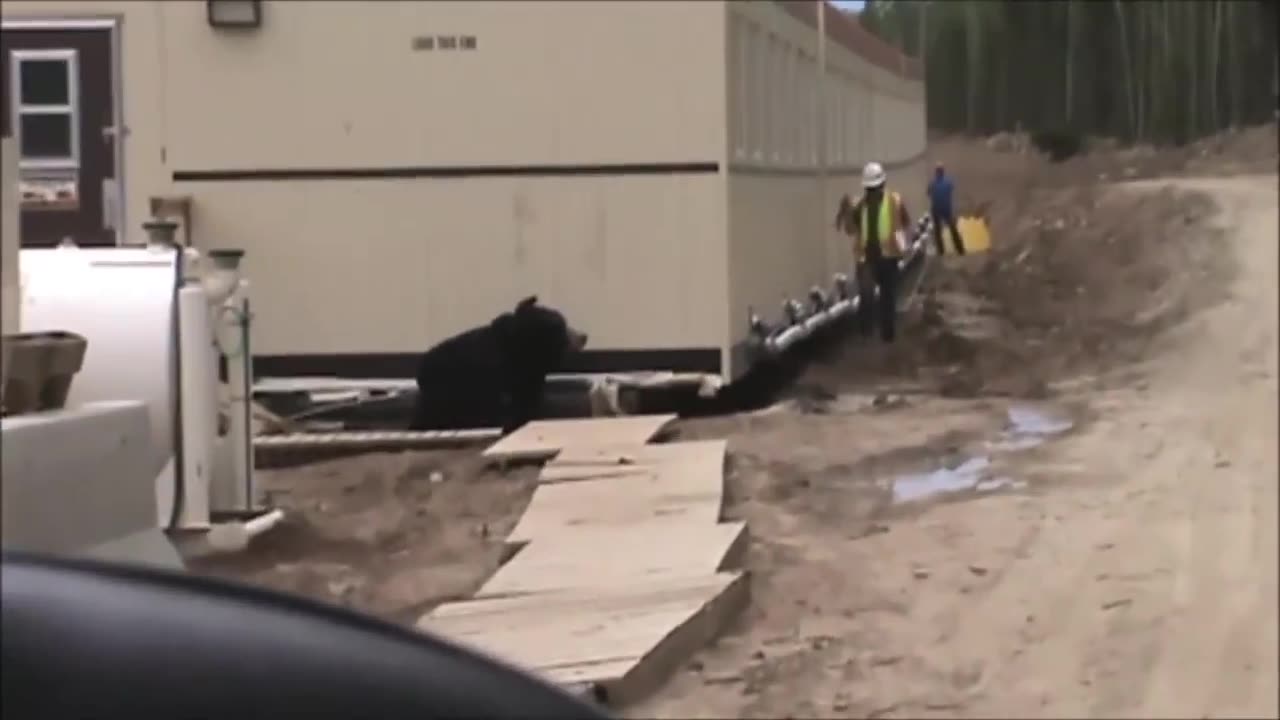 Bear prank at construction site 2023