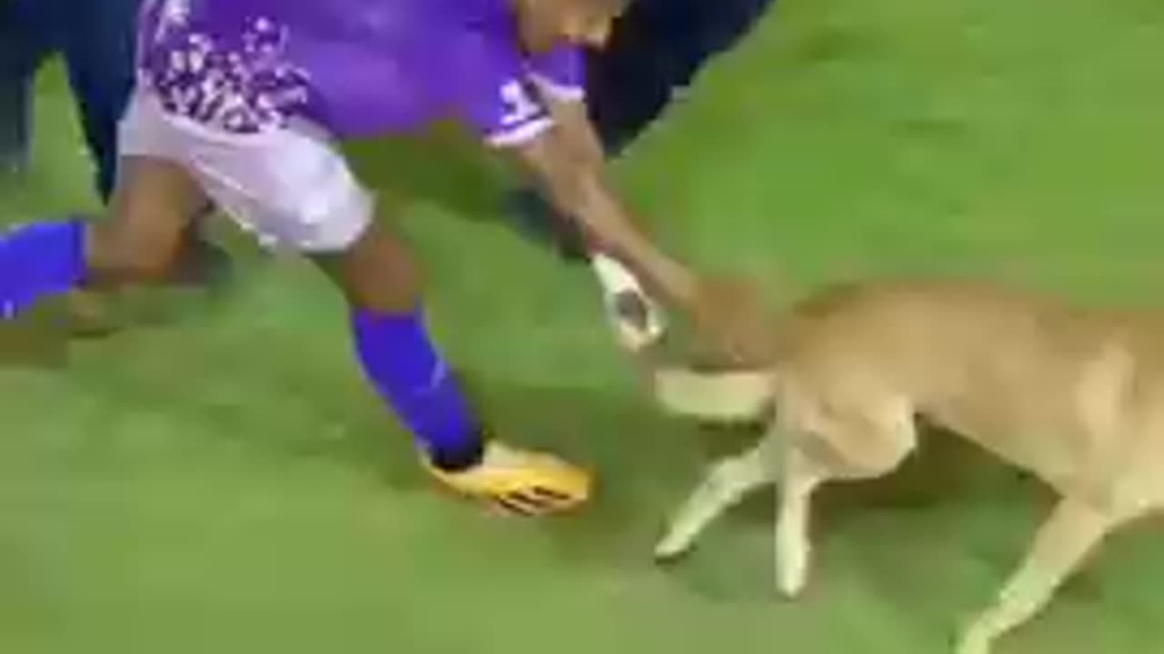 Dog runs in the football pitch and plays ball!