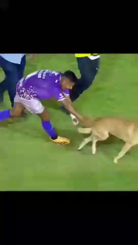 Dog runs in the football pitch and plays ball!