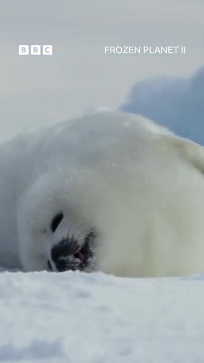 Have you ever seen a face this cute_! 🥹 🤍 #FrozenPlanet2