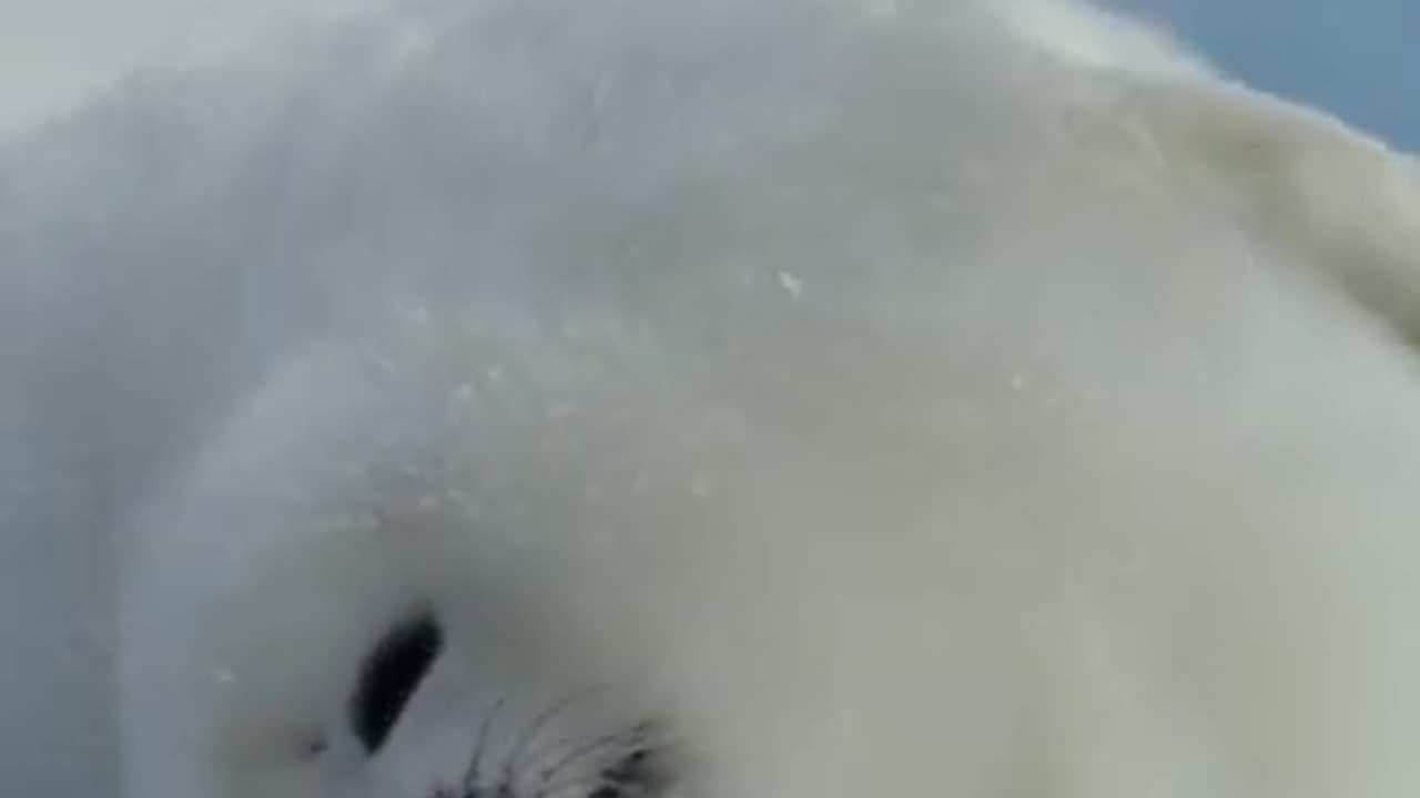 Have you ever seen a face this cute_! 🥹 🤍 #FrozenPlanet2