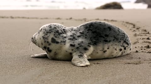 Watch these little seals ❤️