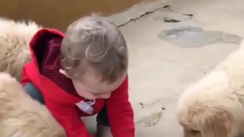 Baby feeds puppies | So Cute AWW... | Golden Retriever