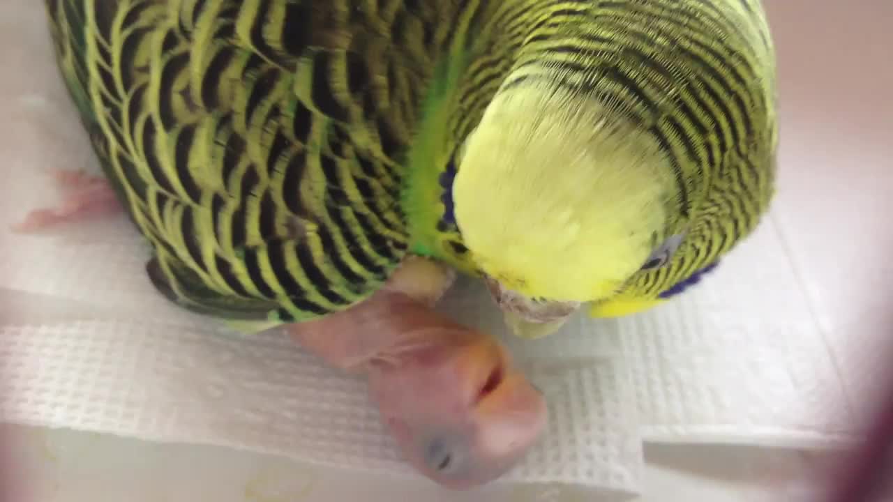 parrot feeding its baby