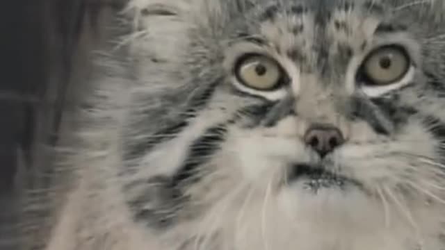 baby cats,cute cats video #4,Anuu044