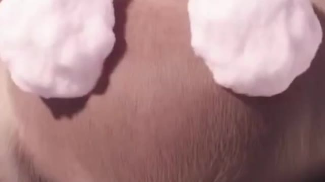 Funny & Comedy Animation Popular - Short Films Videos