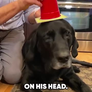 Disappearing Dog Water...