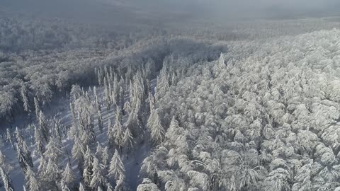 Mountain trees