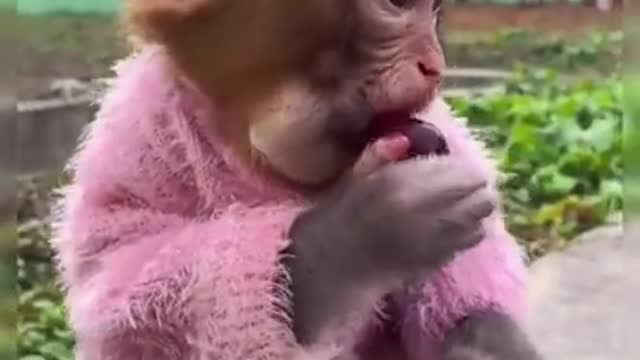 Adorable Baby Monkey Eating Plums