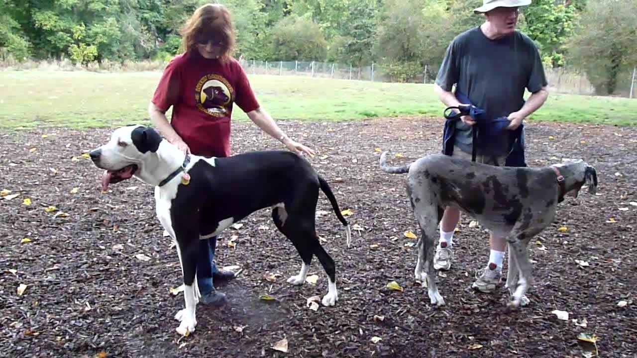 Great Dane Clancy and Mom LInda