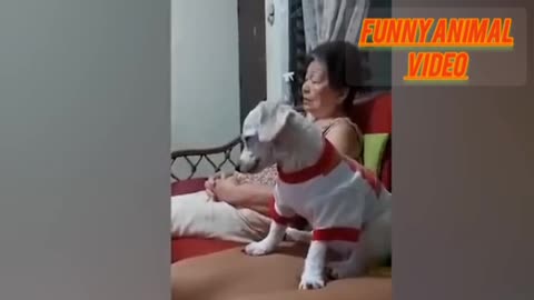 Funny video cat and dog 😂🤣 interesting