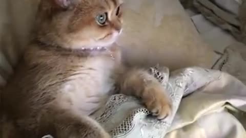 Cartoon🤣 Loving 🐱