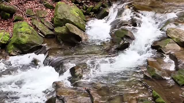 River, natural park, wildlife