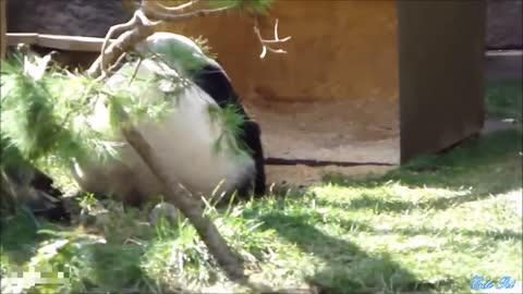 Pandas Being so Panda | Try Not to Laugh