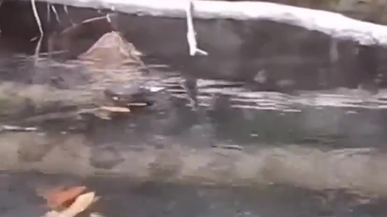 The size of this Anaconda