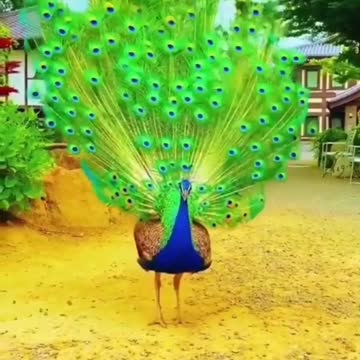 How Beautiful this Pavo is?