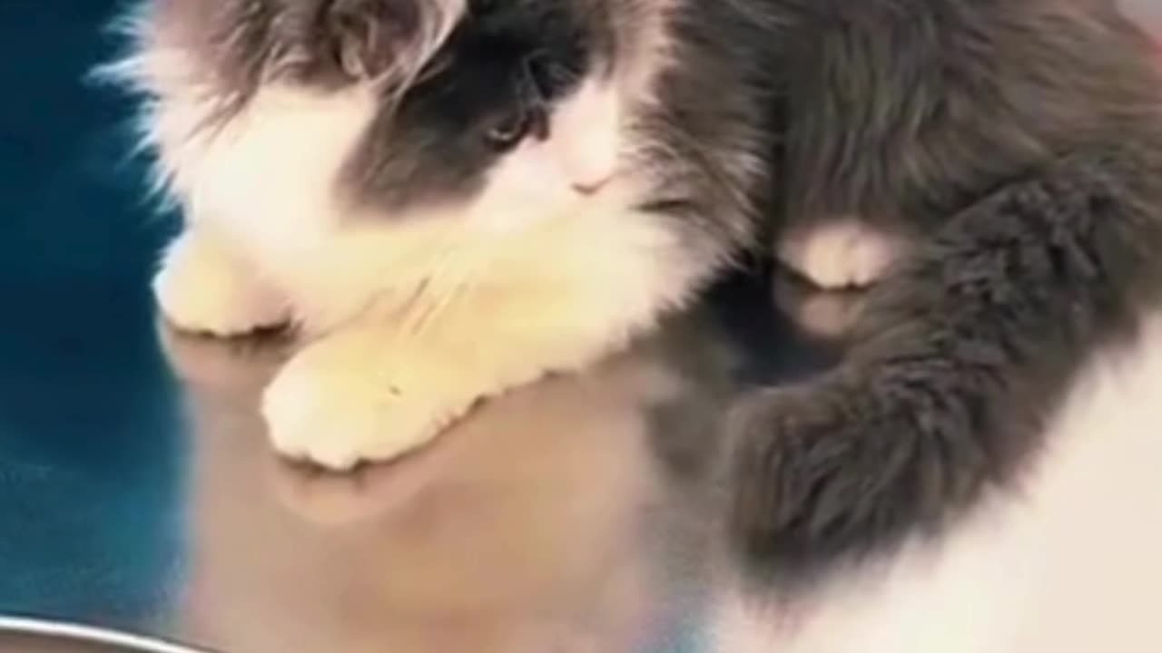 Funniest Cats Compilation😹 #cats #shorts #viral #pets #reels