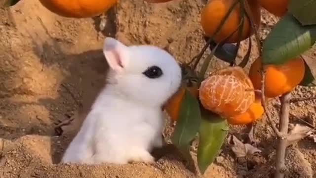 Cute bunny eating orange🍊🍊