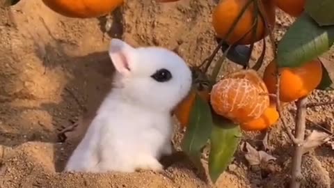 Cute bunny eating orange🍊🍊