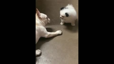 Funny dogs