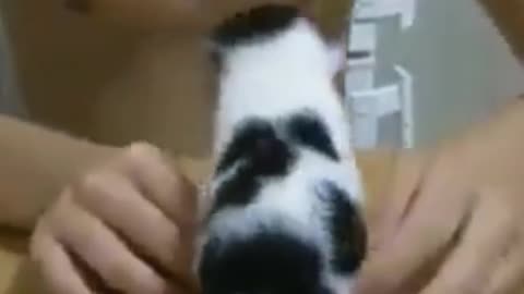 The best funny cat