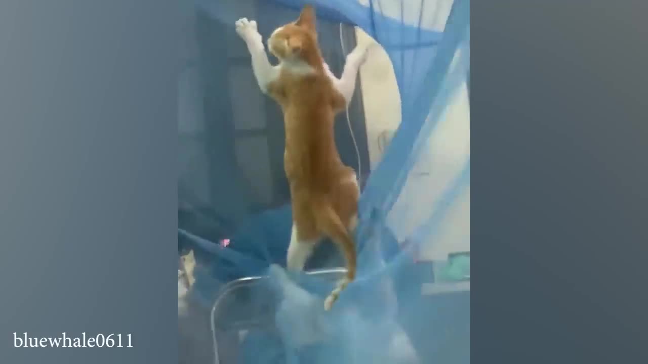 funny cat video