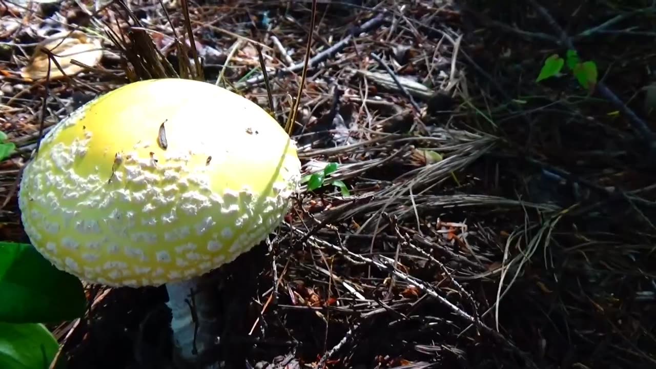 Mushroom