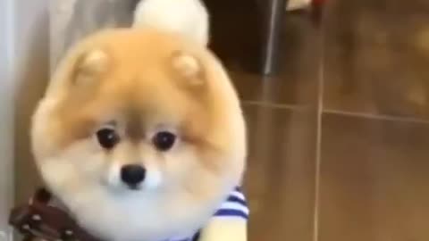 Cute puppy with a guitar outfit