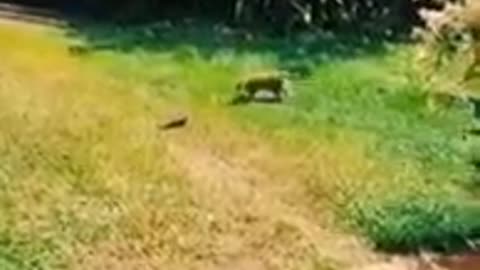 Funny cat