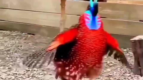 Funny birds