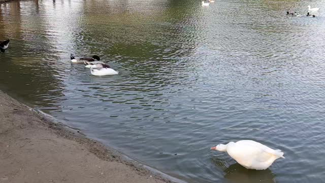 Al Qudra - Duck and Swan Lake