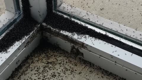 Massive Midge Invasion