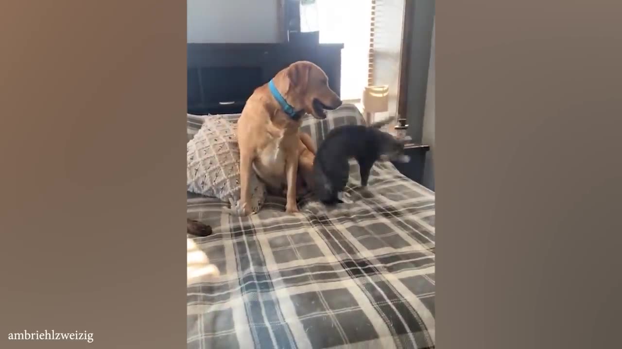 Funny Dogs And Cats Videos 2024 They're Best Friends