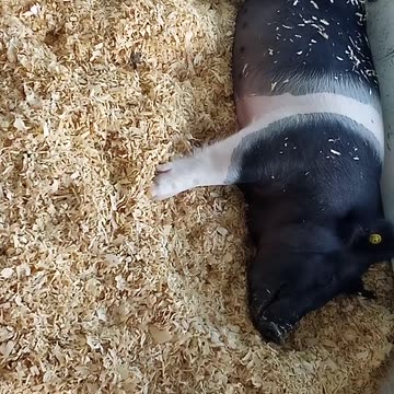 KENOSHA COUNTY FAIIR PIGGIES 8/17/24 VIDEO 1