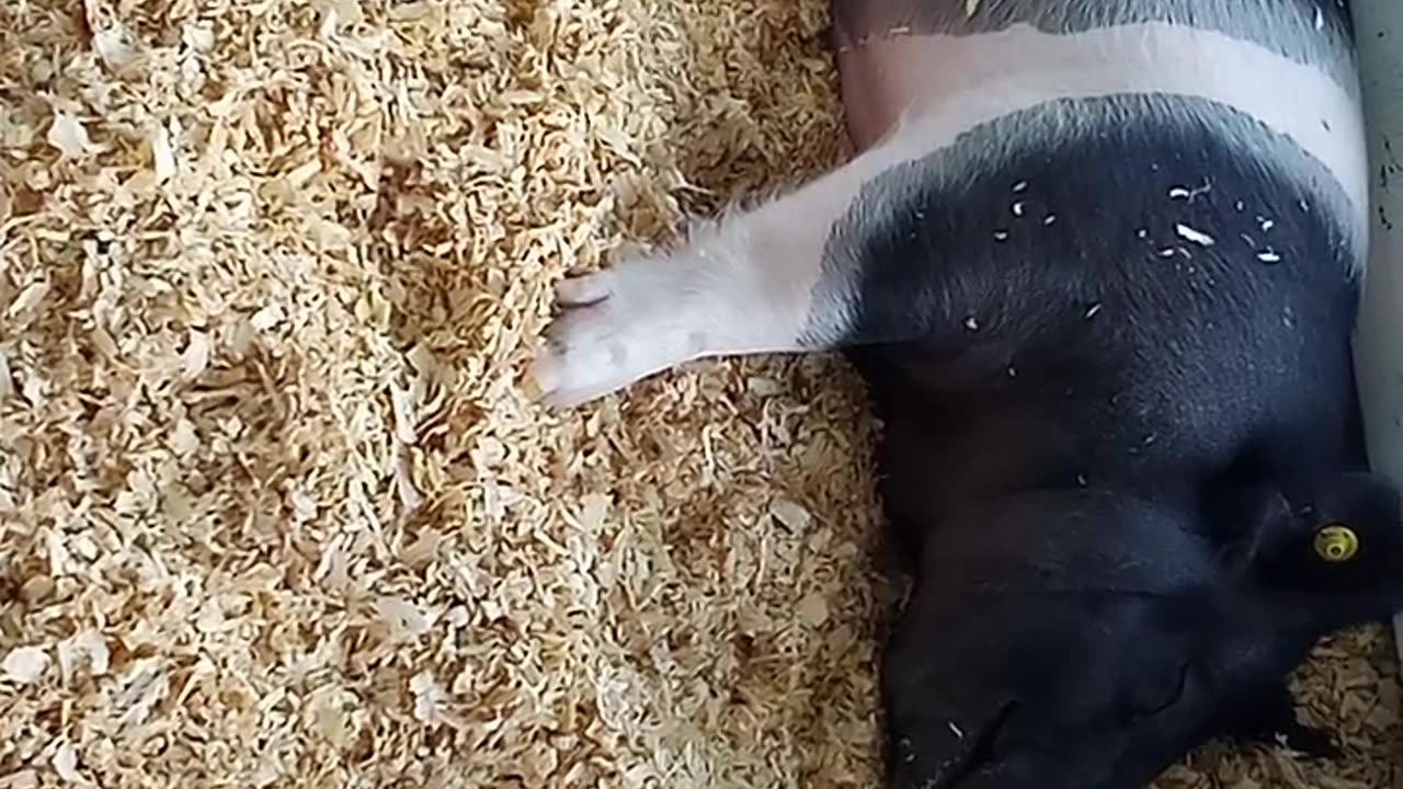 KENOSHA COUNTY FAIIR PIGGIES 8/17/24 VIDEO 1