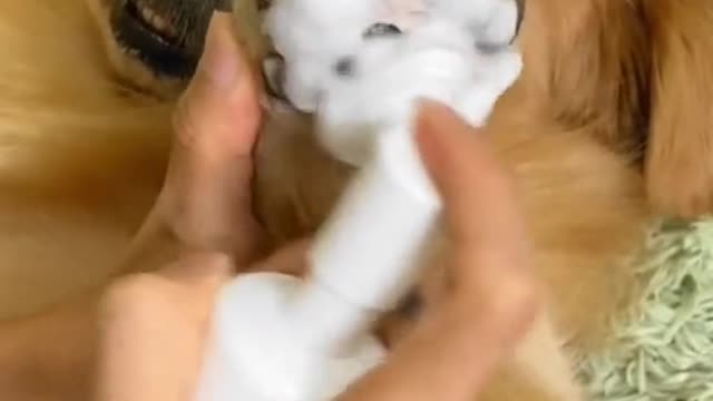 Washing golden retriever's paws today