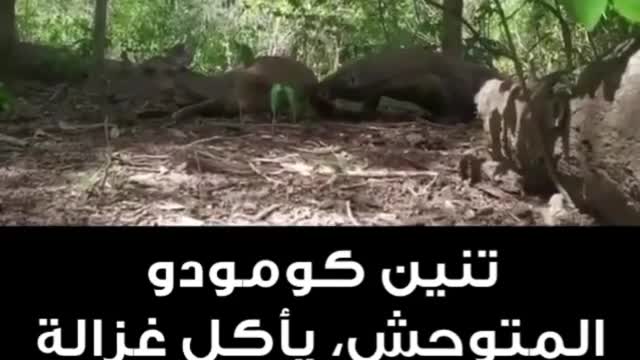 The komodo wild dragon devours a live gazelle and eats its fetus