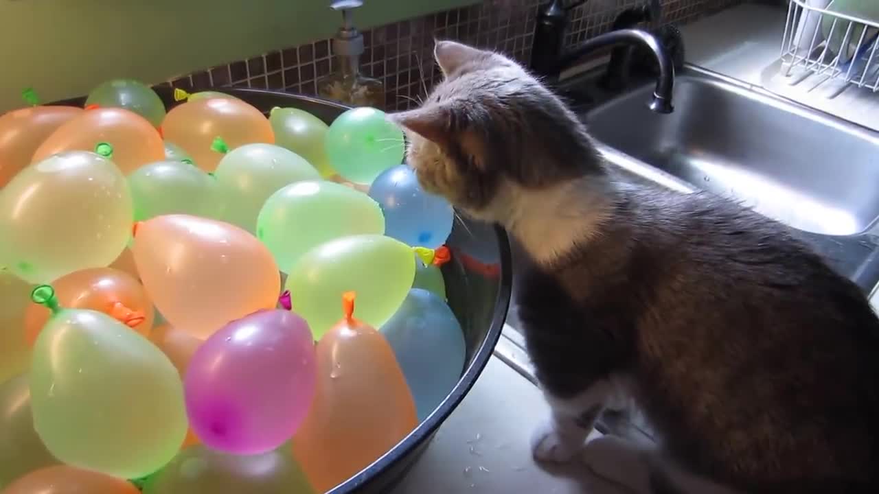 Cat with water balloons