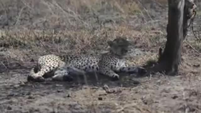 Serengeti national park Africa